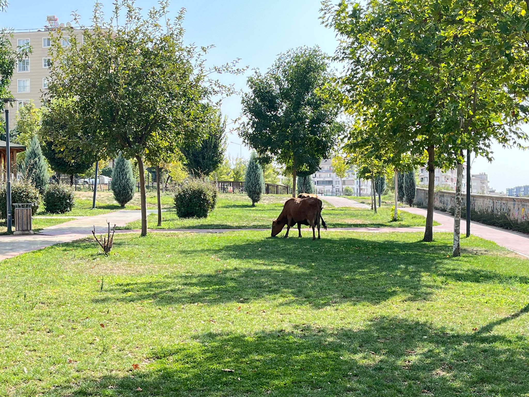 Batman Merkezindeki Parkta Otlayan İnekler Şaşırttı (1)