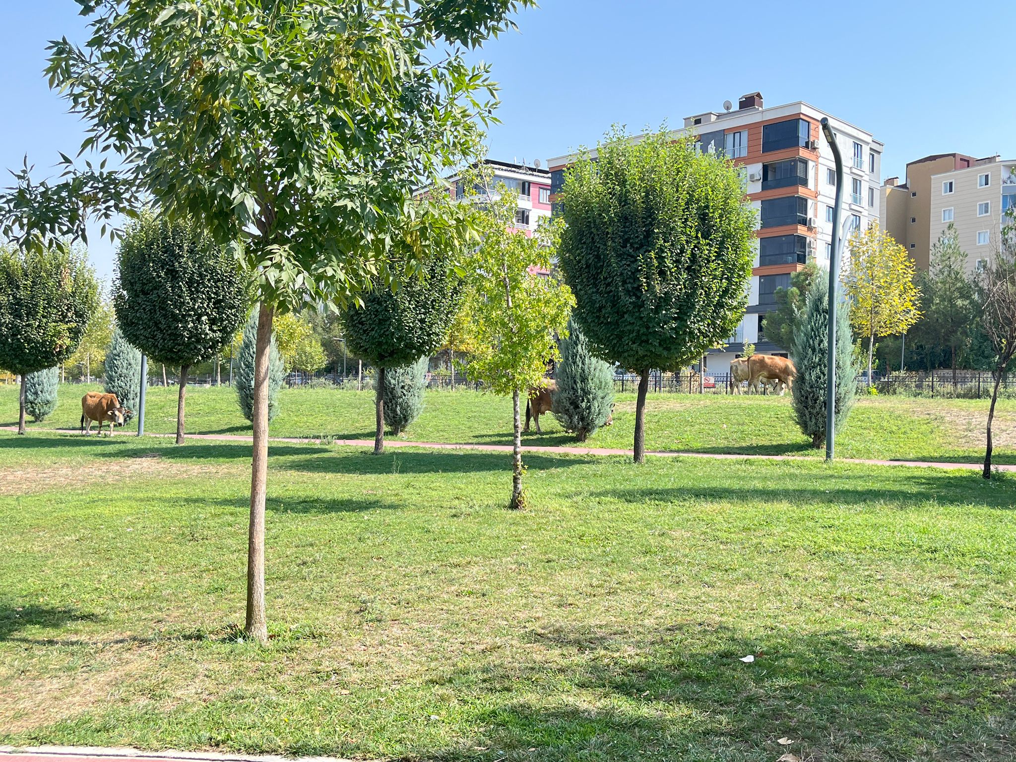 Batman Merkezindeki Parkta Otlayan İnekler Şaşırttı (3)