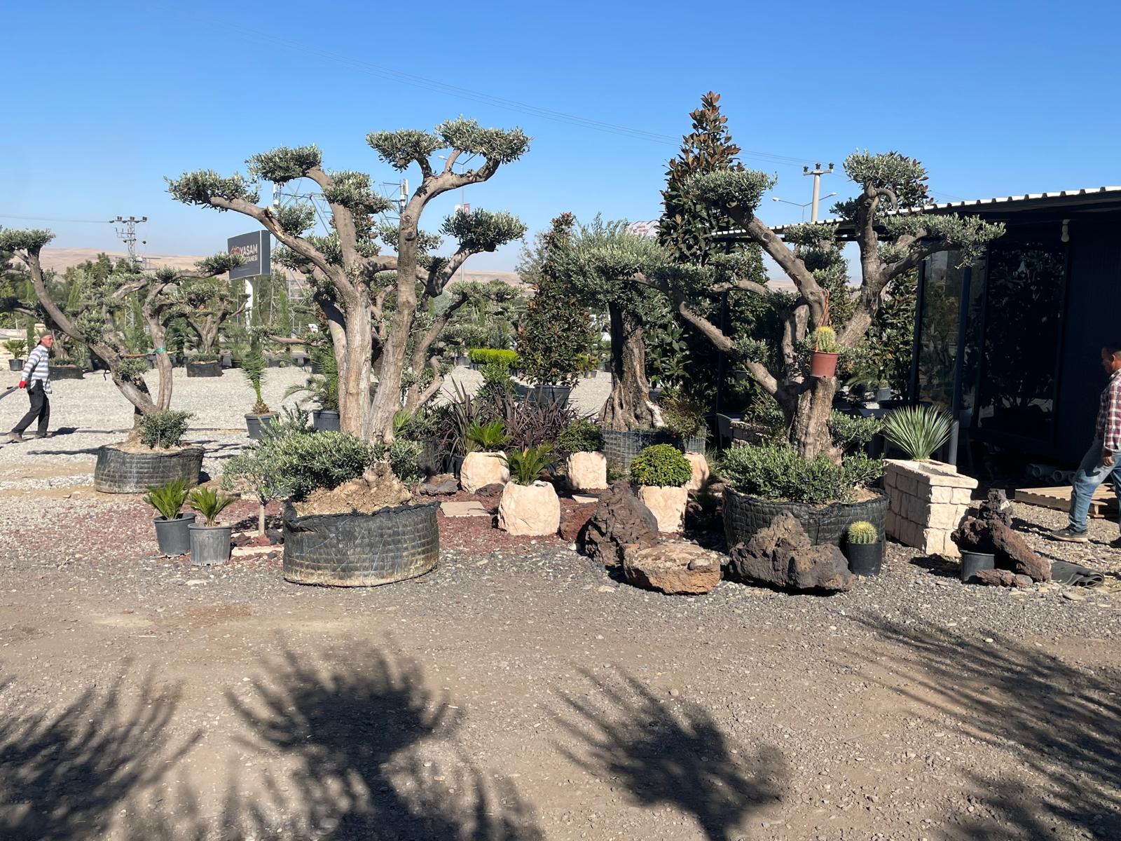 Batman’da Asırlık Zeytin Ağaçlarına Yoğun İlgi (2)