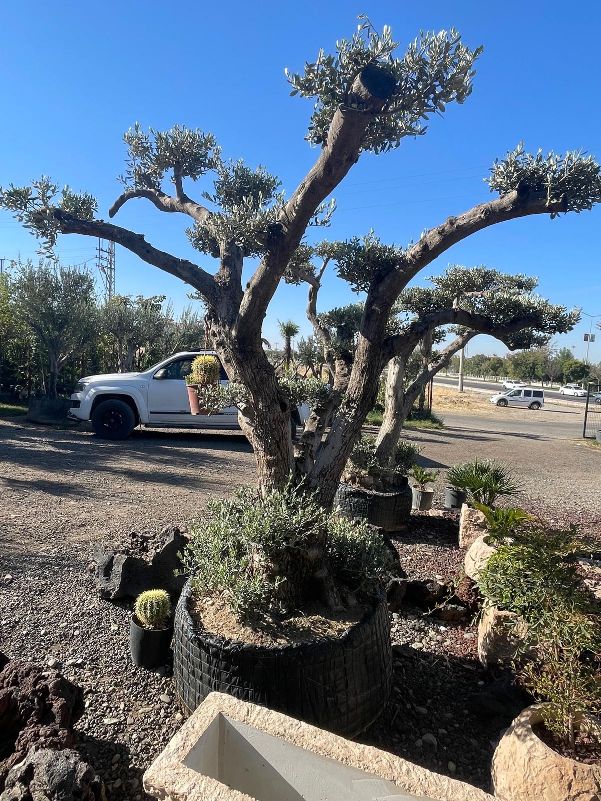 Batman’da Asırlık Zeytin Ağaçlarına Yoğun İlgi (3)
