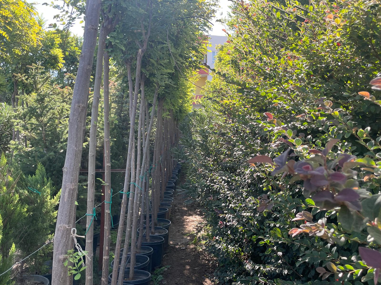 Batman’da Asırlık Zeytin Ağaçlarına Yoğun İlgi (5)