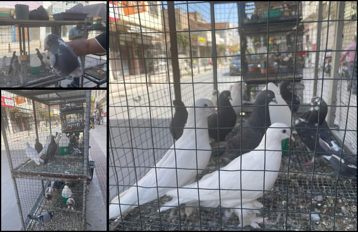 Batman'da Güvercin Merakı Büyüyor Hobiye Dönüşen Tutku1