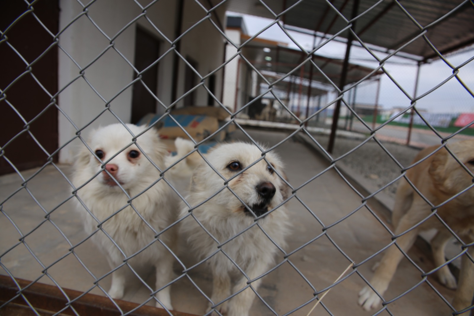Batmanlı Miniklere Hayvan Sevgisi Etkinliği (2)