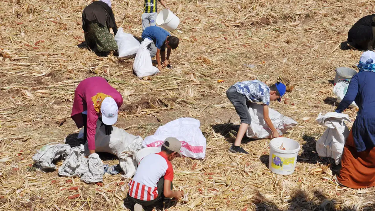 Batmanlıların Koçan Toplama Çilesi-1
