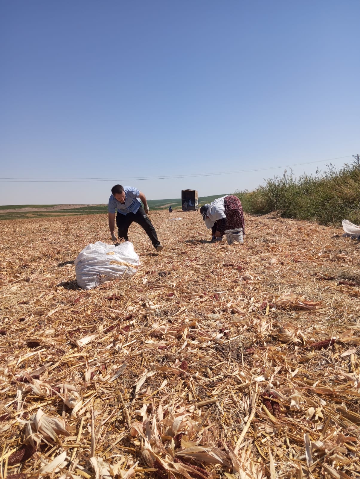 Batmanlıların Koçan Toplama Çilesi (2)