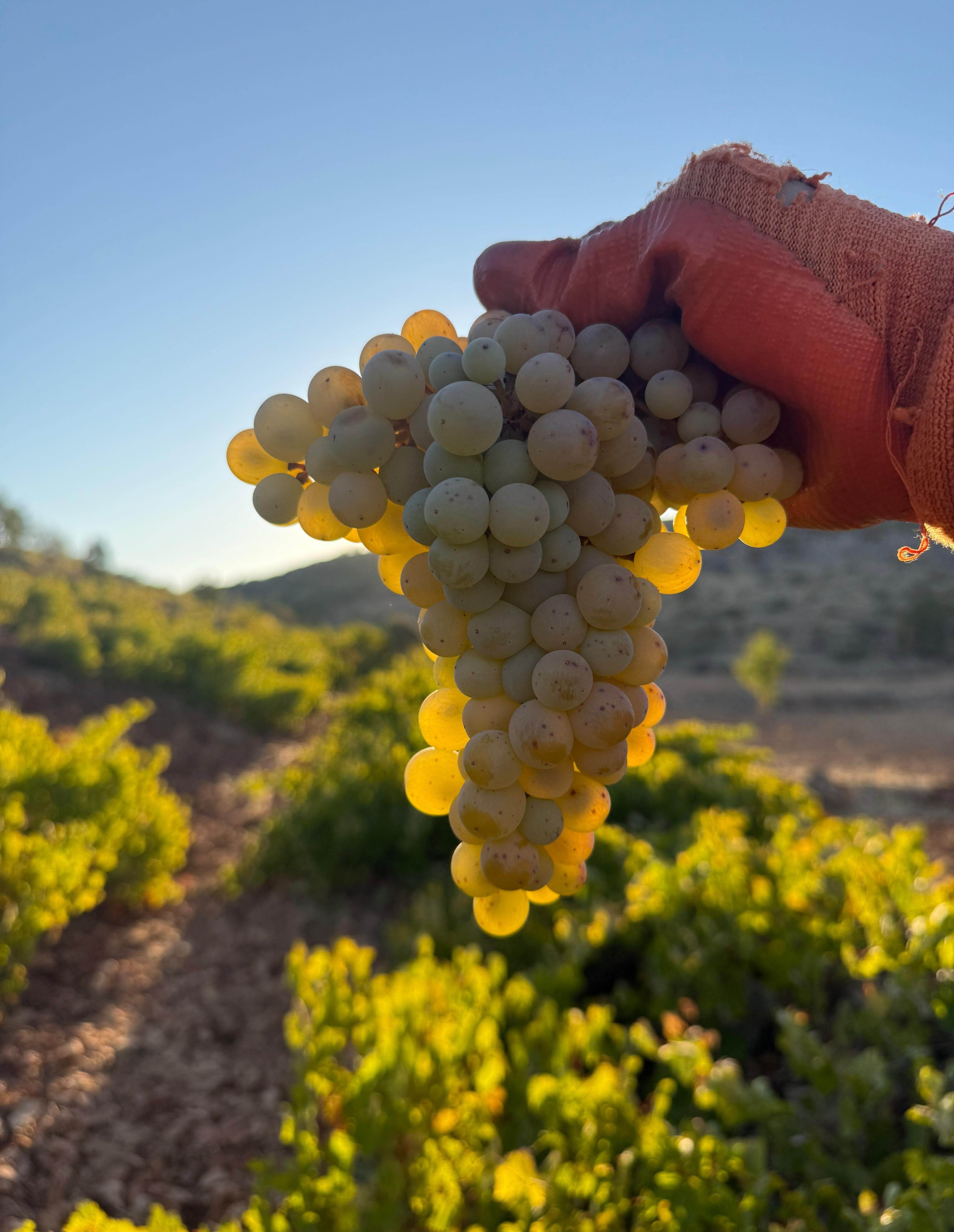 Gercüş’te Cevizli Sucuk Kazanları Kaynamaya Başladı (6)