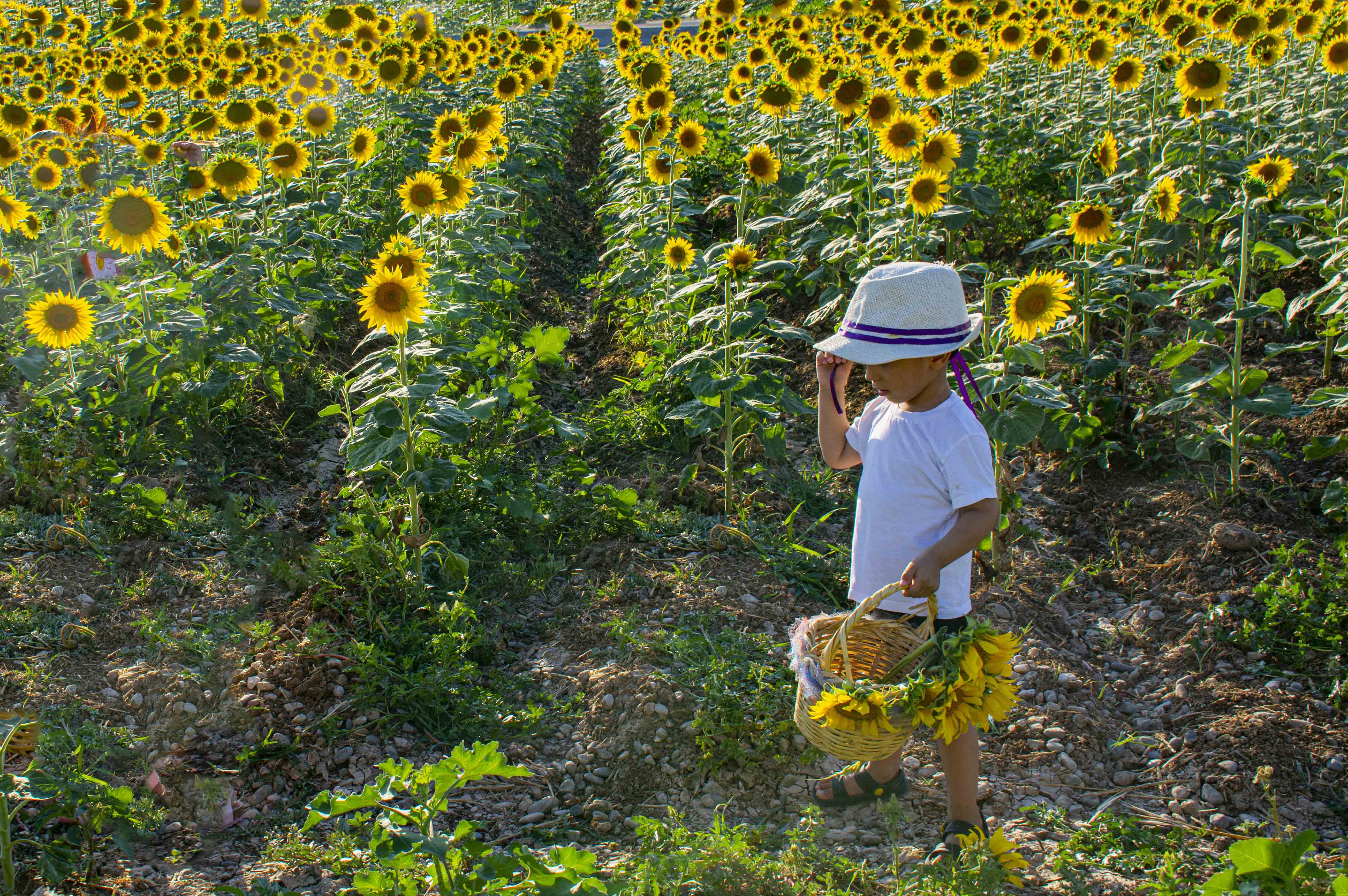 Kozluk'un Sarı Gelini Ayçiçek Tarlaları Kartpostallık Görüntüler Oluşturdu (7)