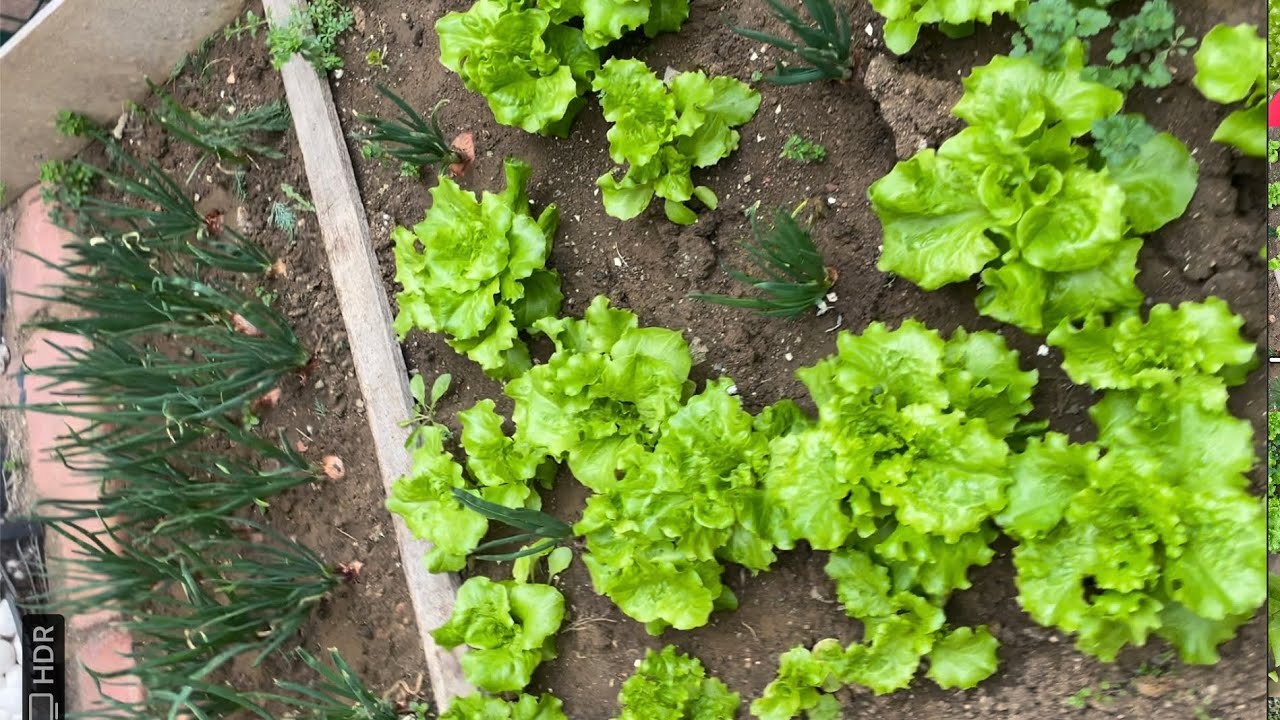 Sonbahar Sebzeleri Sonbahar Mevsiminde Saksıda Ekilebilecek Sebzeler-1