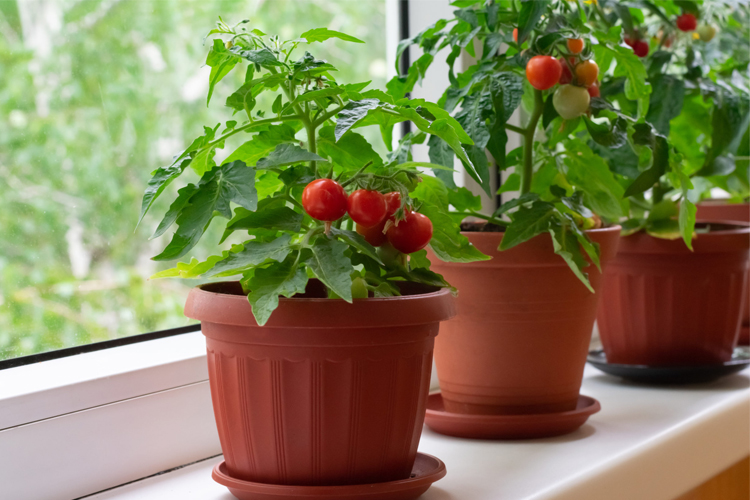 Sonbahar Sebzeleri Sonbahar Mevsiminde Saksıda Ekilebilecek Sebzeler (2)