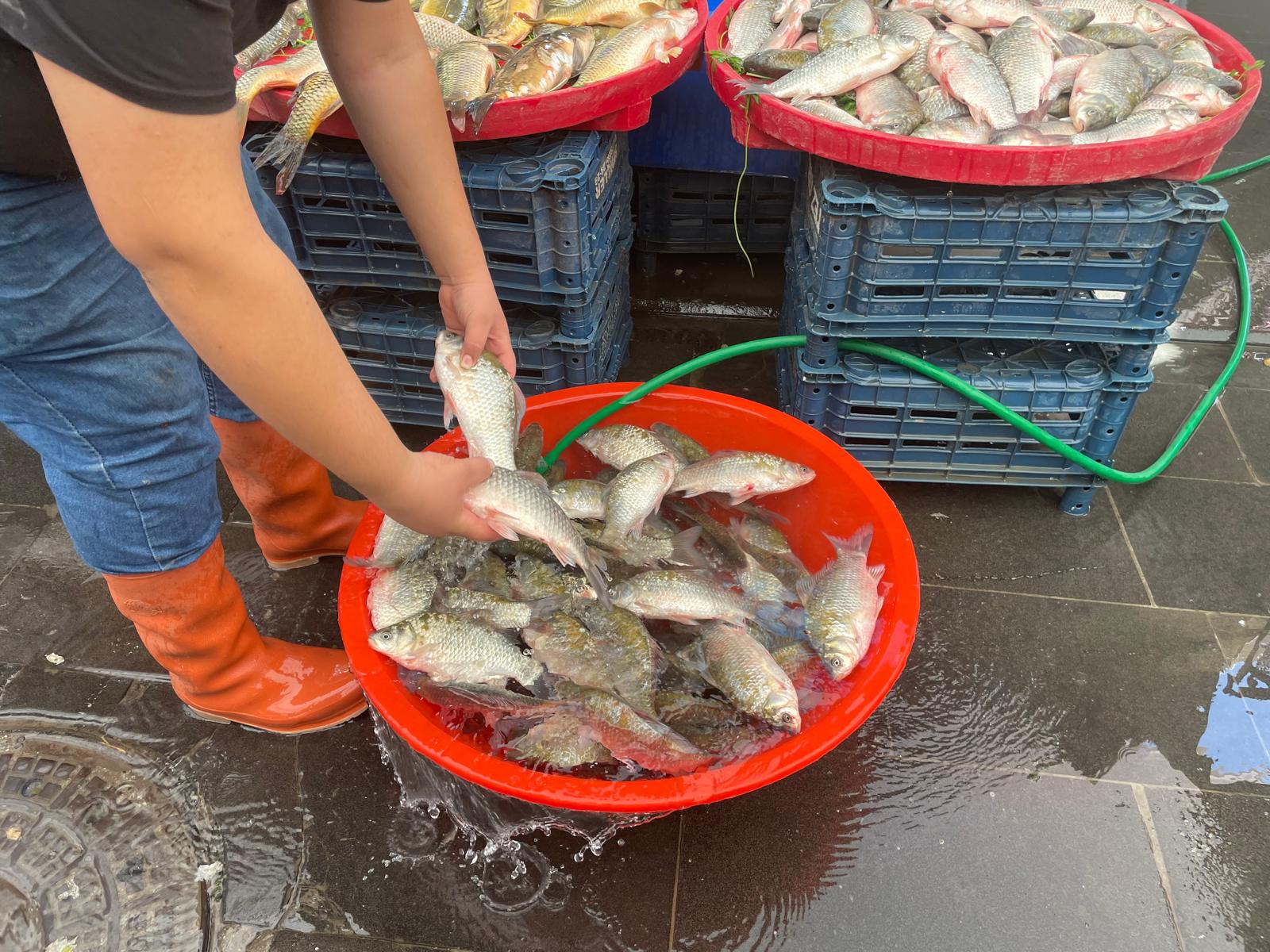 Canlı Canlı Satılan Batman Çayı Balıkları İlgi Odağı (2)