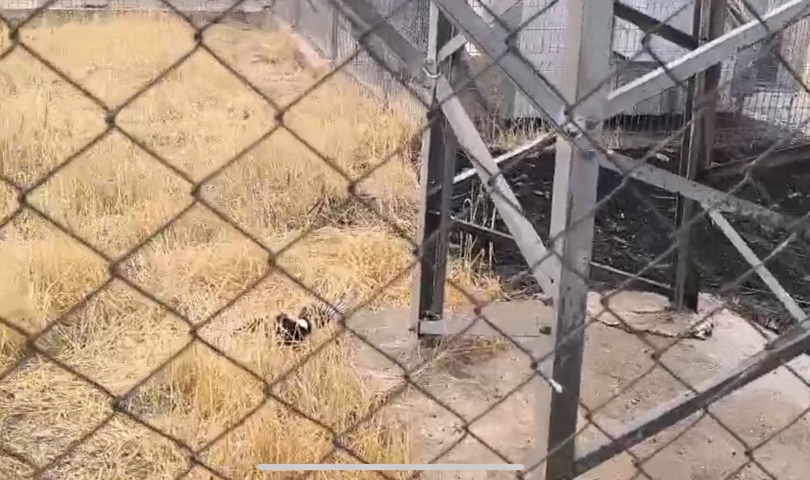 Beşiri Yolu Üzerinde Kuş Kıvılcımı Yangın Çıkardı-1