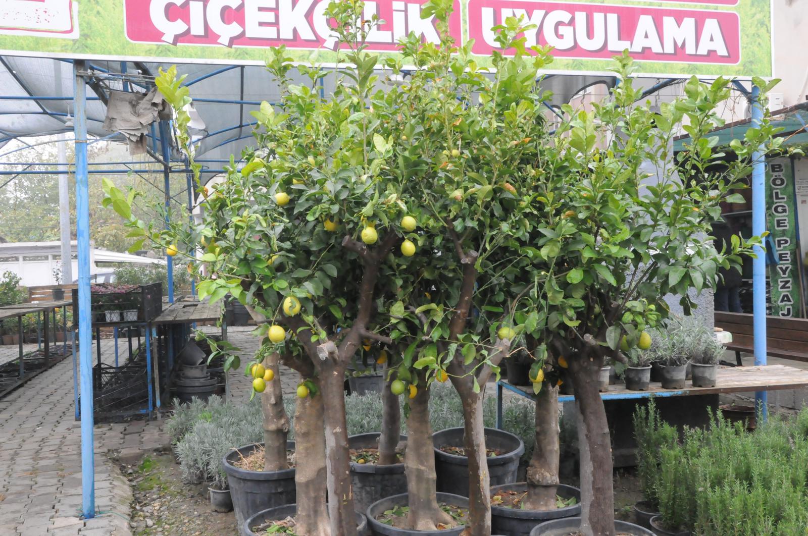 Kışlar Yumuşadı, Batman’da Artık Narenciye Bile Yetişiyor (2)