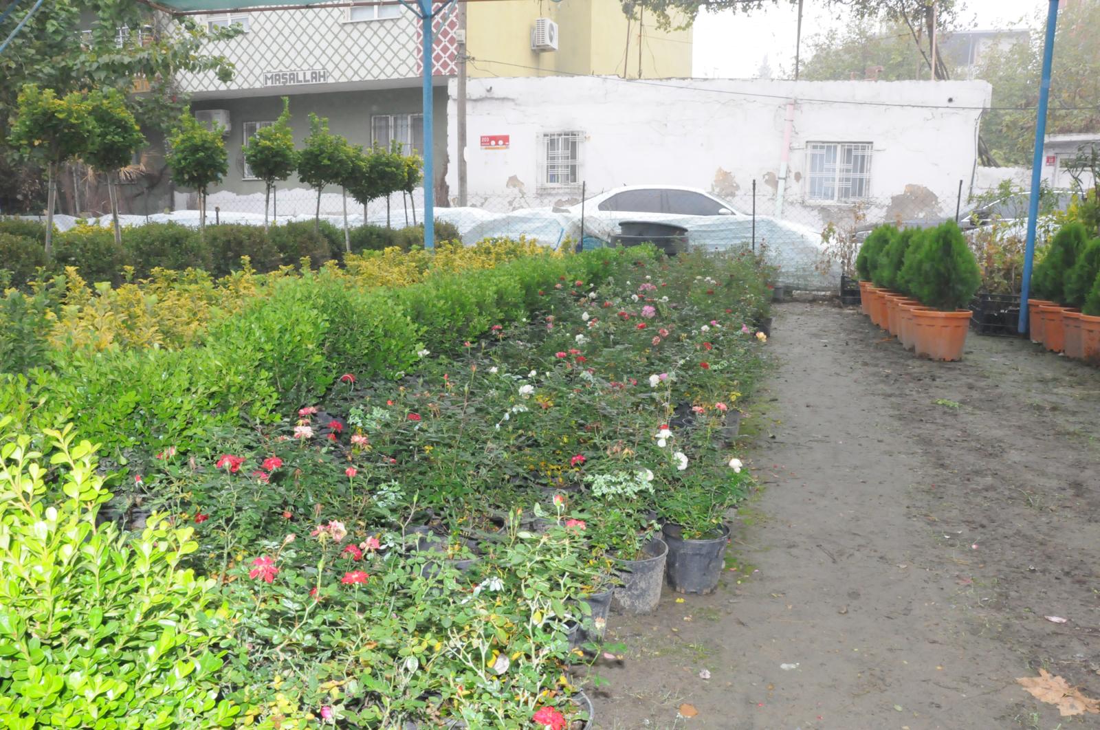 Kışlar Yumuşadı, Batman’da Artık Narenciye Bile Yetişiyor (6)