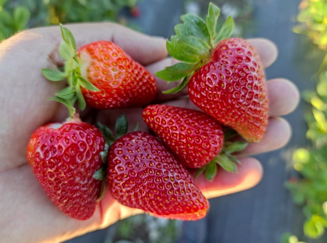 Sason'da Yılın Son Çilek Hasadı Bereketli Sezon Kapanıyor! (1)