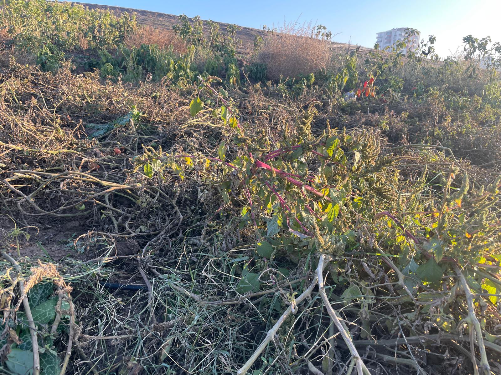 Whatsapp Image 2025 11 25 At 19.00.39