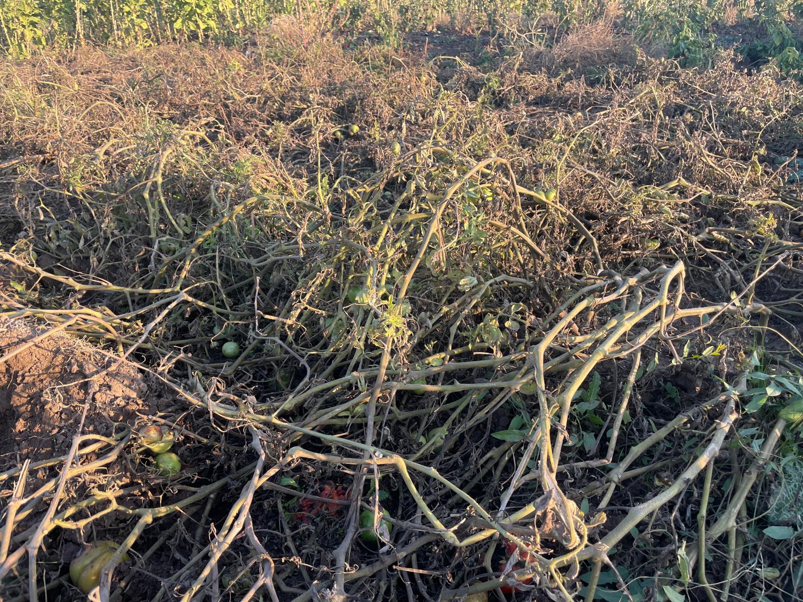 Whatsapp Image 2025 11 25 At 19.23.48