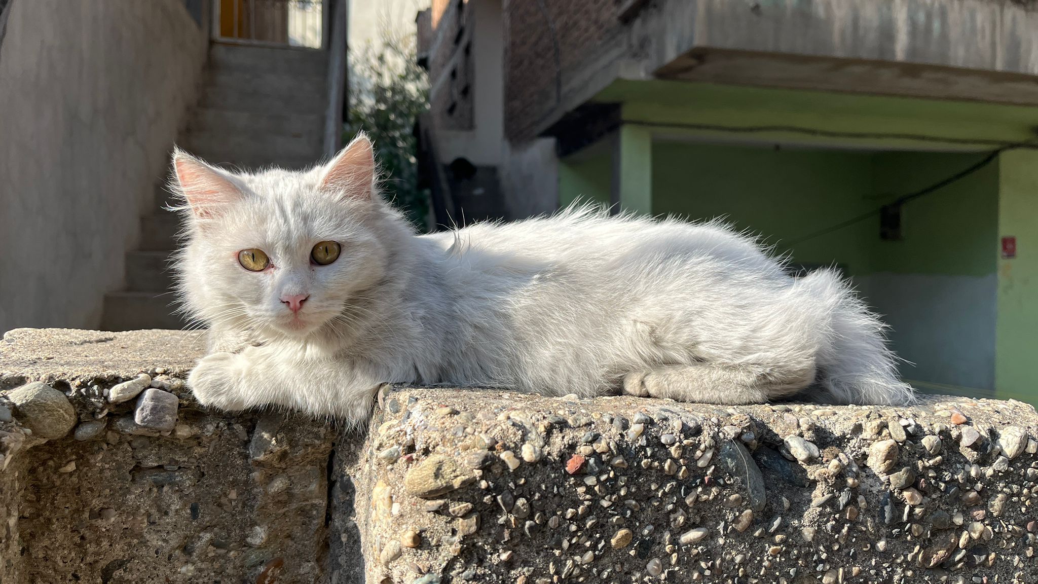 Günün En Tatlı Molası Güneşin Tadını Çıkaran Sokak Kedisi