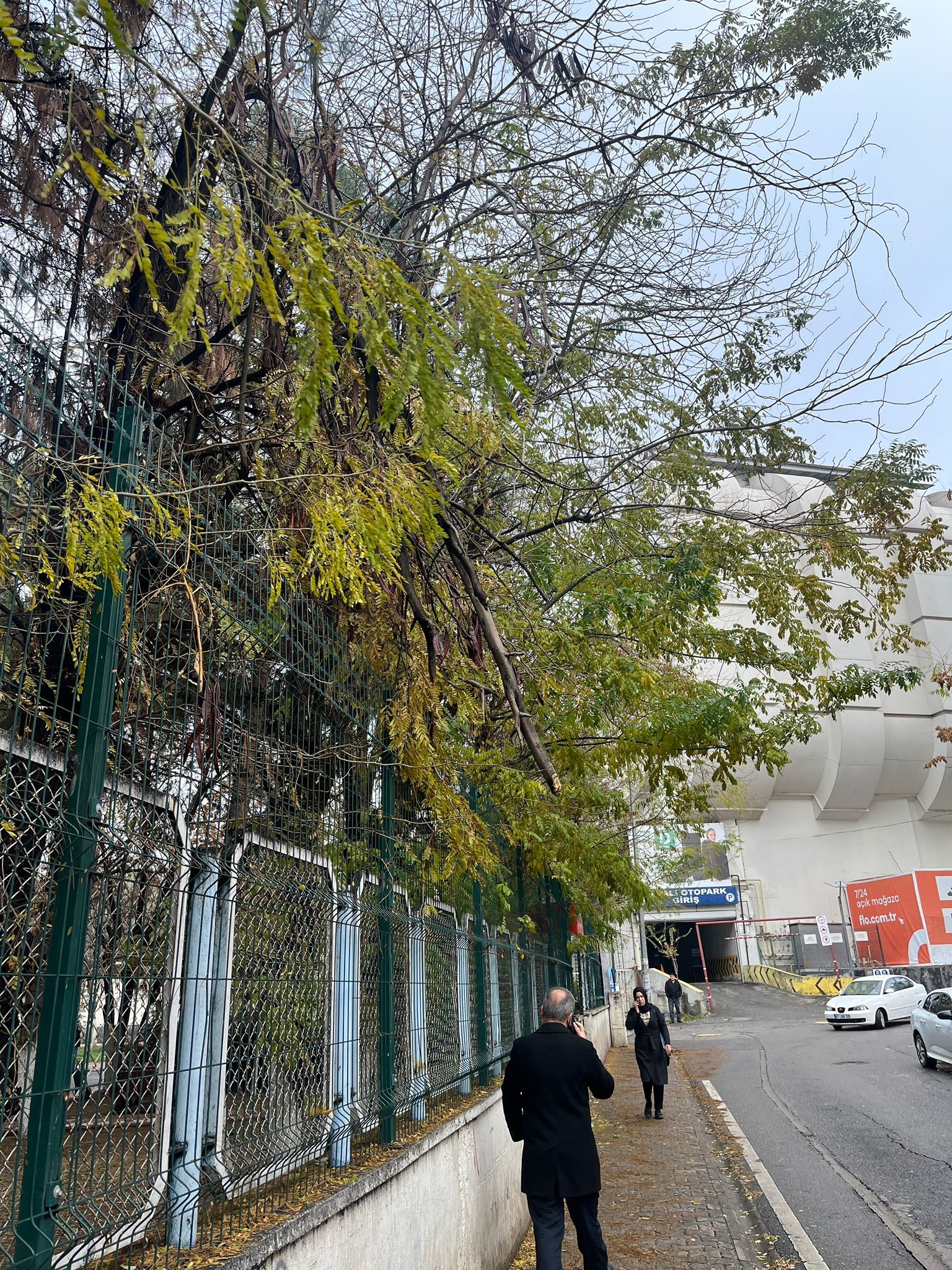 Kampüs Bahçesinden Sarkan Kırık Ağaç Tehlike Saçıyor (1)-1