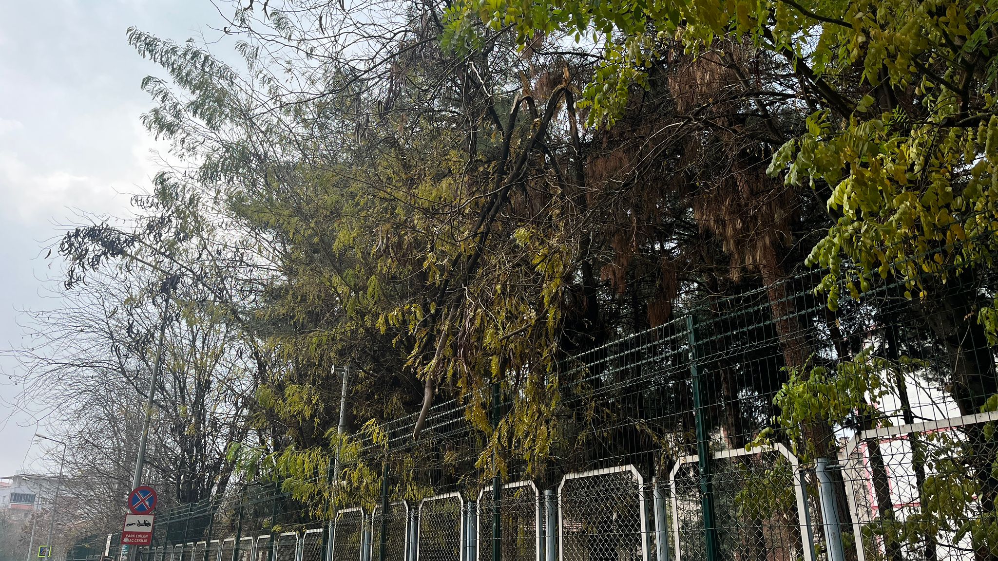 Kampüs Bahçesinden Sarkan Kırık Ağaç Tehlike Saçıyor (2)
