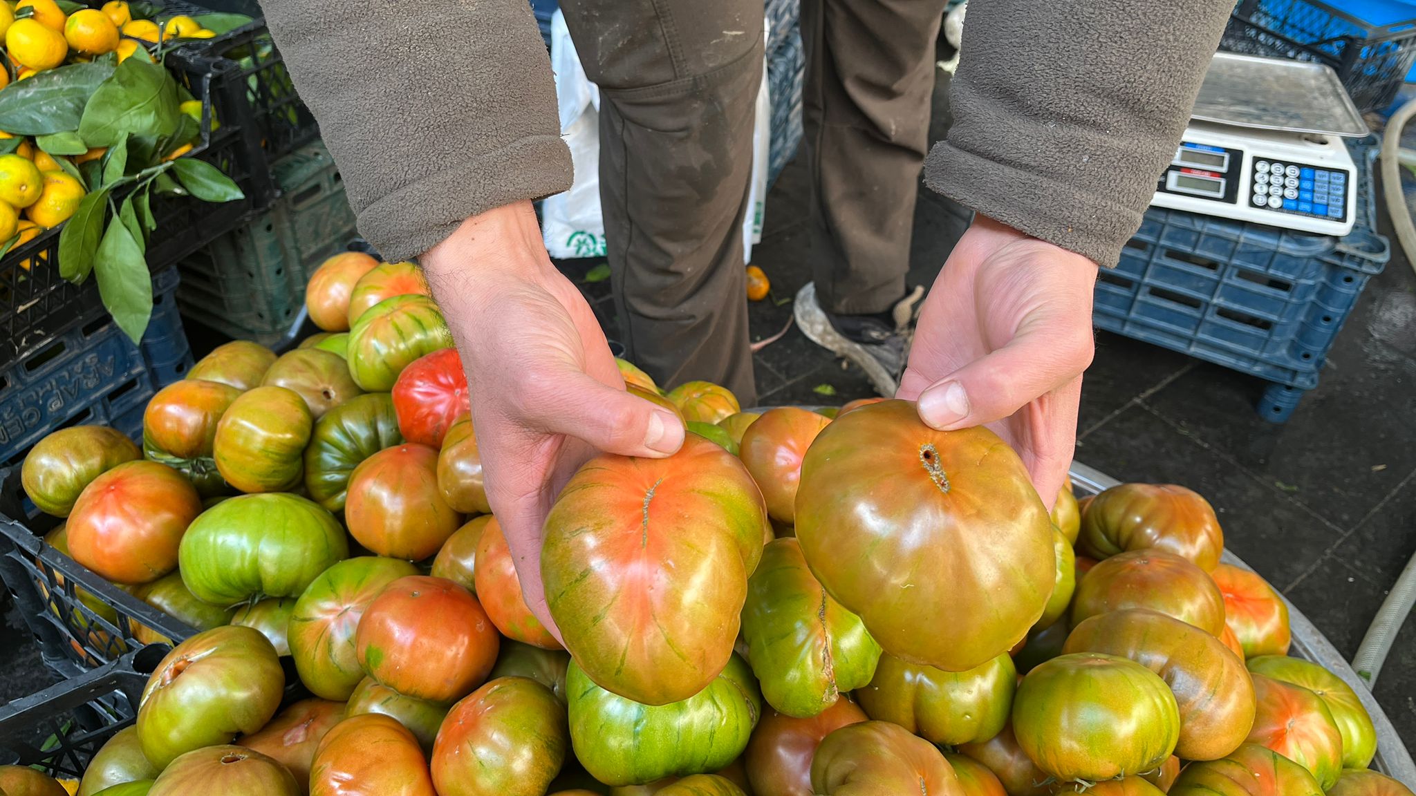 Kış Ortasında Batmanlılara Lezzetli Sürpriz Hormonsuz Balpınar Domatesi (3)
