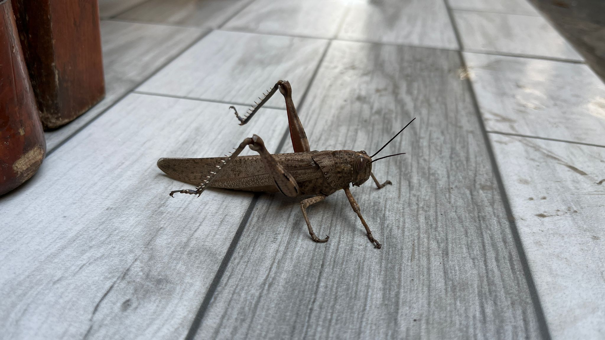 Kış Ortasında Çarşıda Görülen Çekirge Merak Uyandırdı (1)