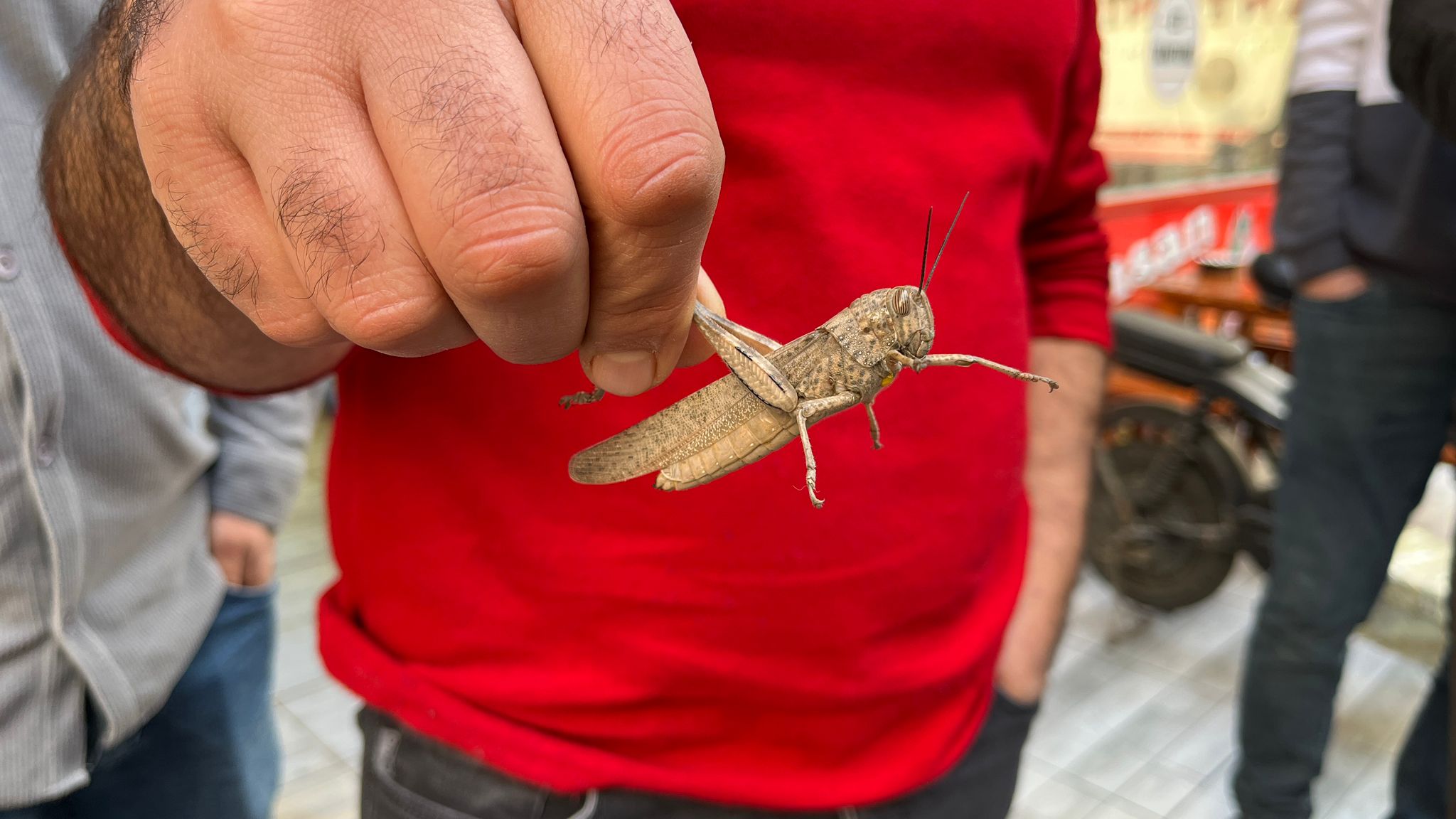 Kış Ortasında Çarşıda Görülen Çekirge Merak Uyandırdı (2)