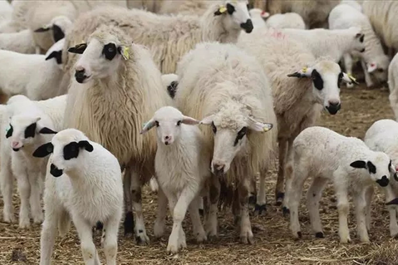Ti̇gem'den 1200 Küçükbaş Hayvan Için Satış Ihalesi