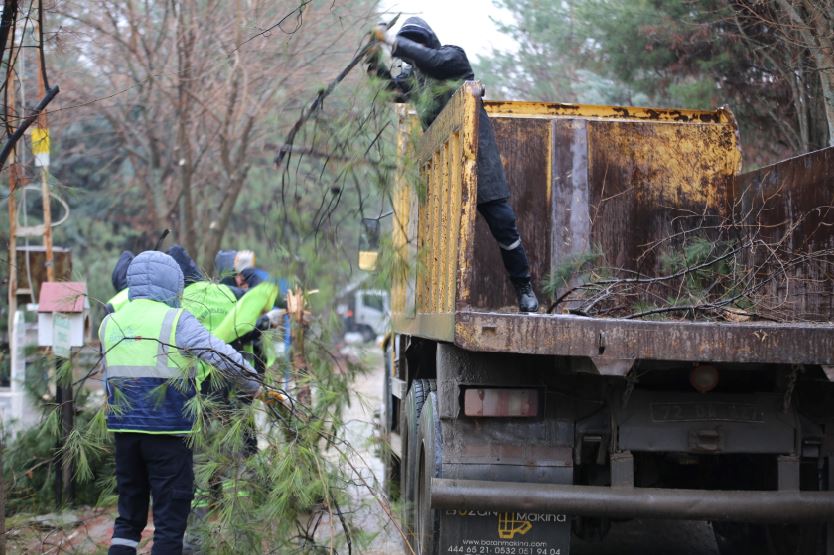 Belediyeden Ağaçlara Kapsamlı Bakım (2)