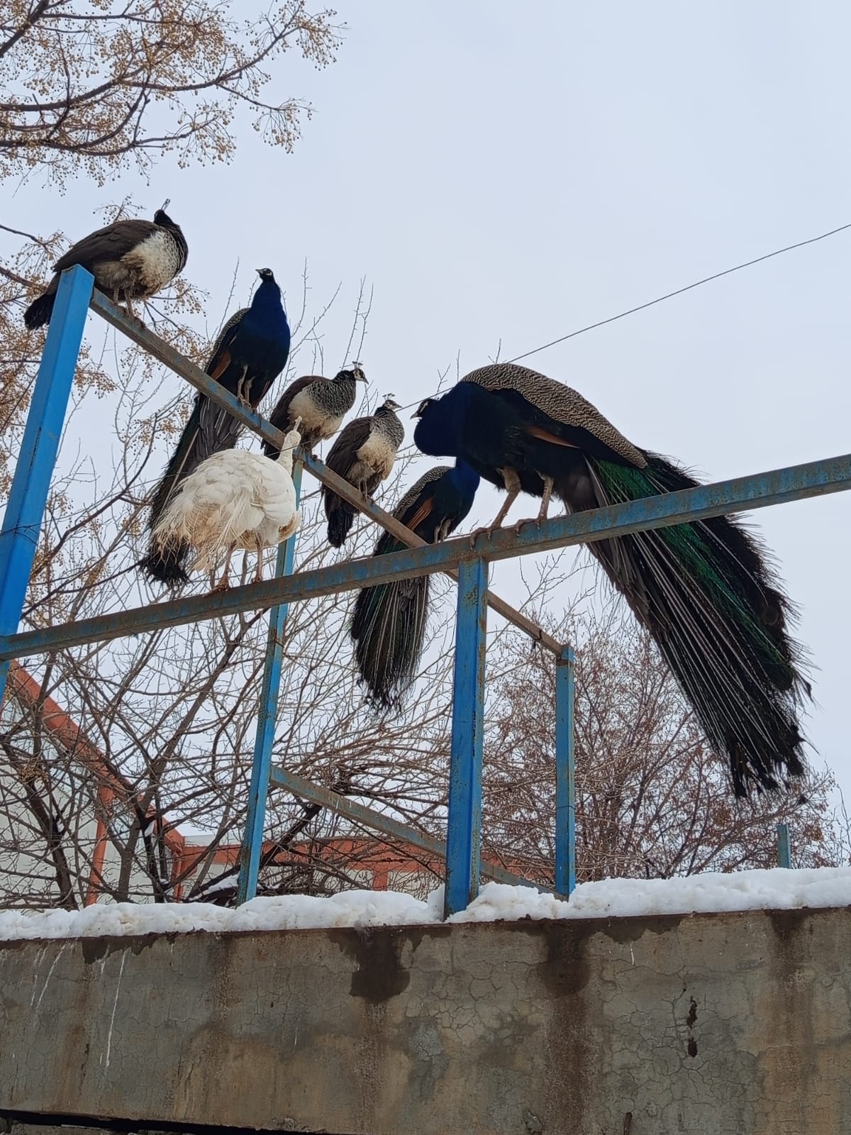 Hayvanat Bahçesi (1)