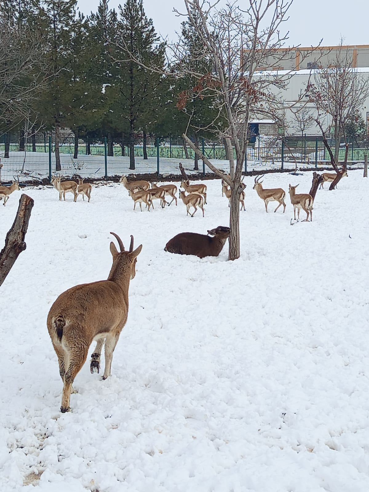 Hayvanat Bahçesi (2)