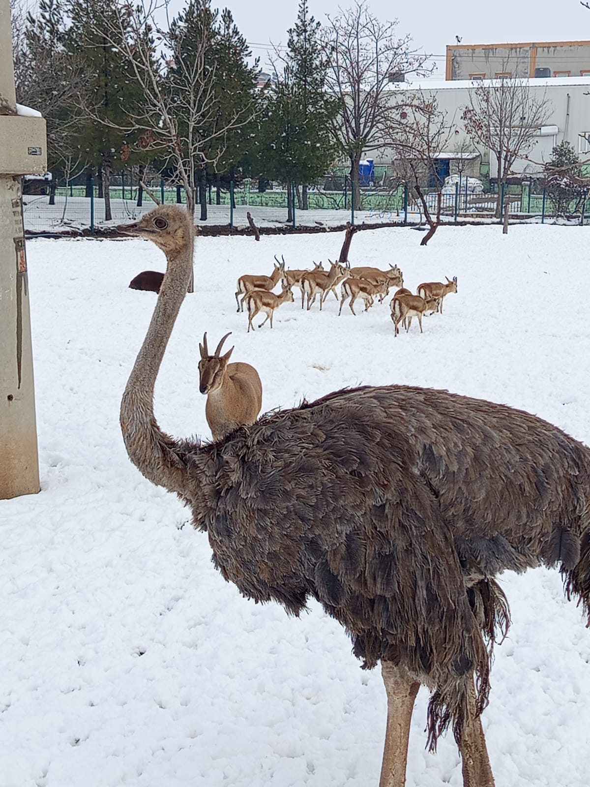 Hayvanat Bahçesi (3)