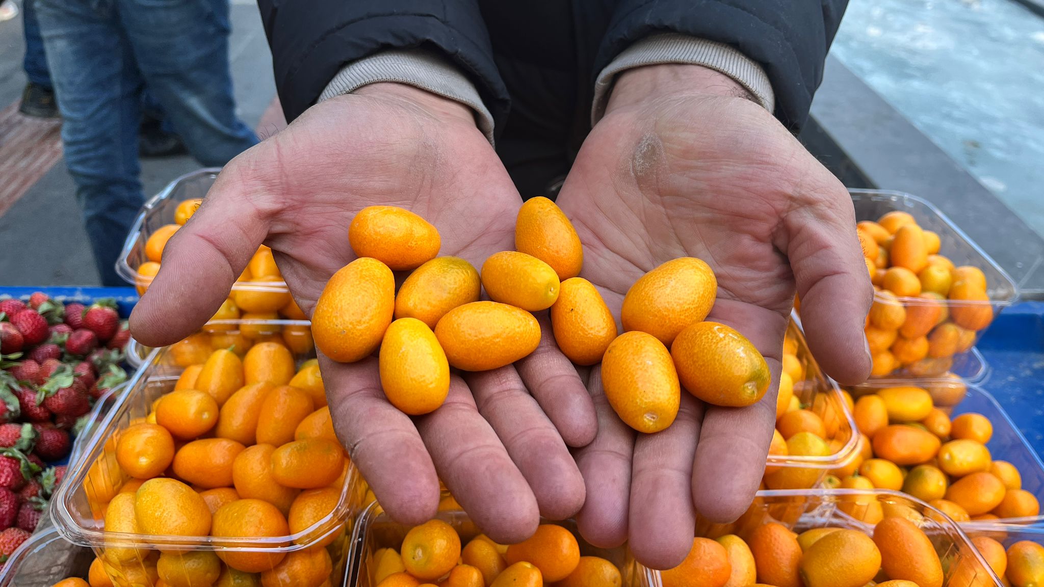 Kamkat Meyvesine Yoğun İlgi “Kışın Şifa Kaynağı” (2)