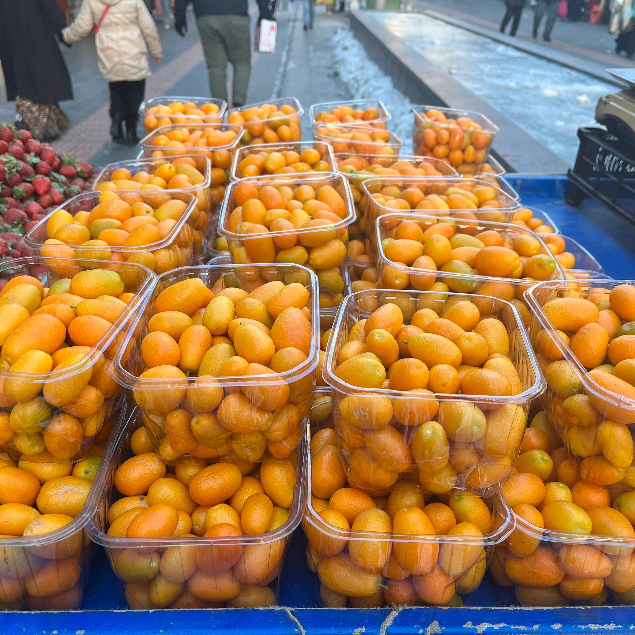 Kamkat Meyvesine Yoğun İlgi “Kışın Şifa Kaynağı” (3)