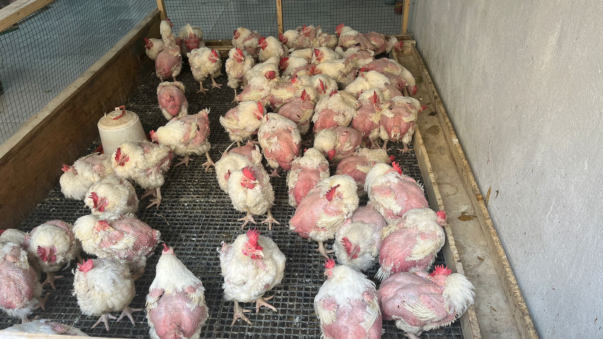 Canlı Tavuk Fiyatları Sabit Kaldı (1)