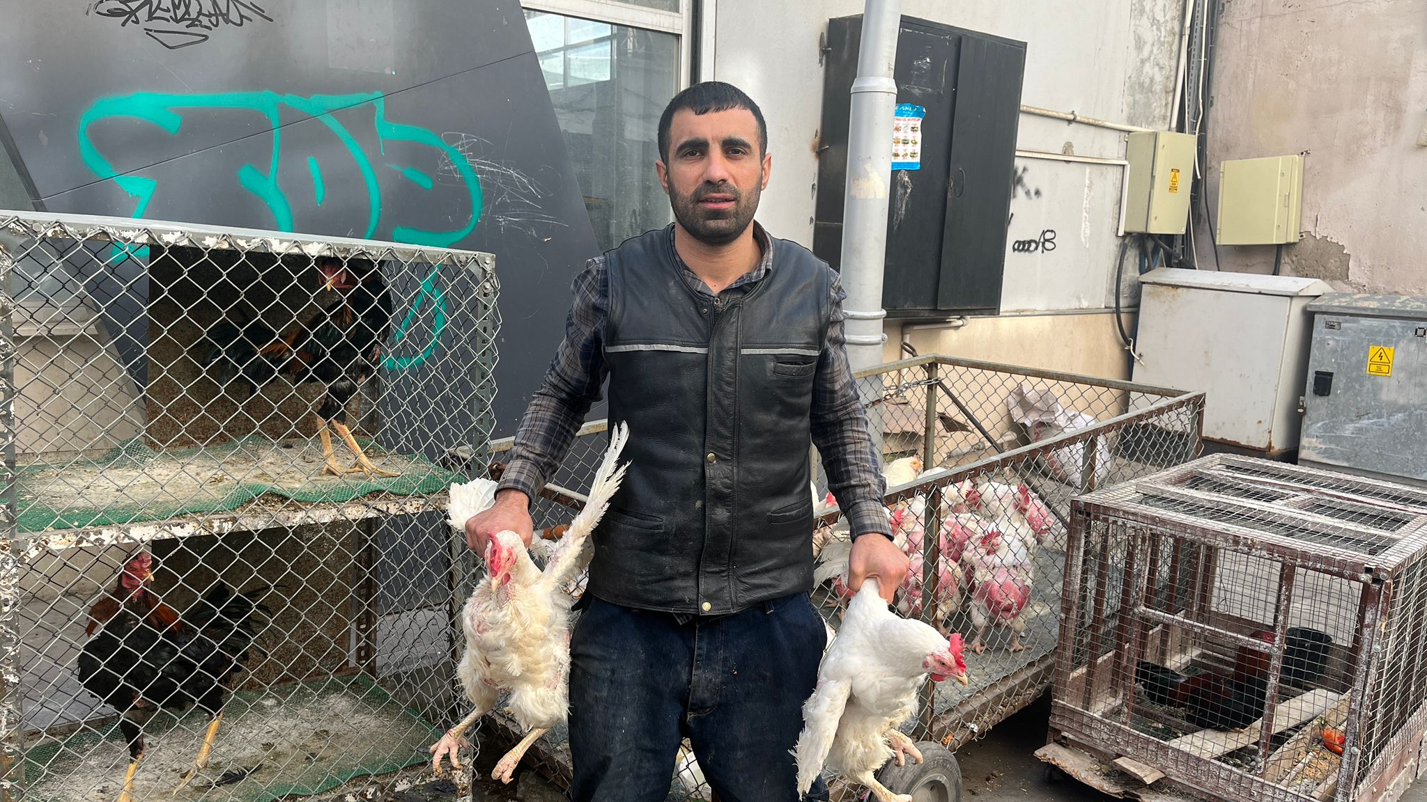 Canlı Tavuk Fiyatları Sabit Kaldı (2)