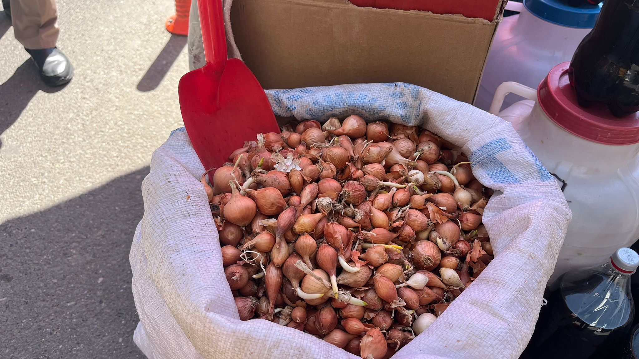 Alo Tevşo Pazarı’nda Bahar Mesaisi Kıska Soğan Tezgahları Süsledi (2)