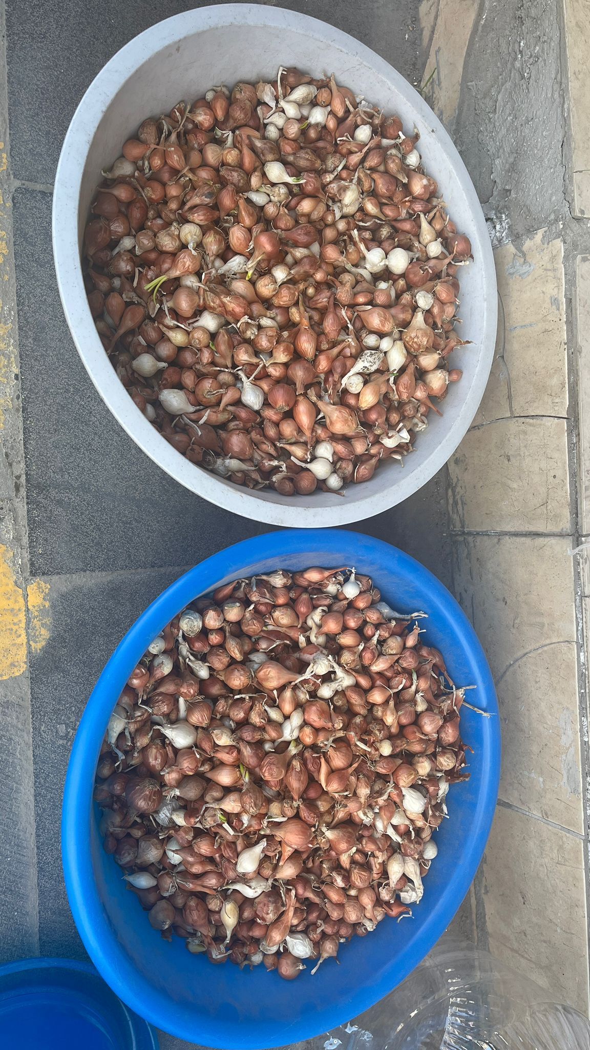 Alo Tevşo Pazarı’nda Bahar Mesaisi Kıska Soğan Tezgahları Süsledi (3)-1