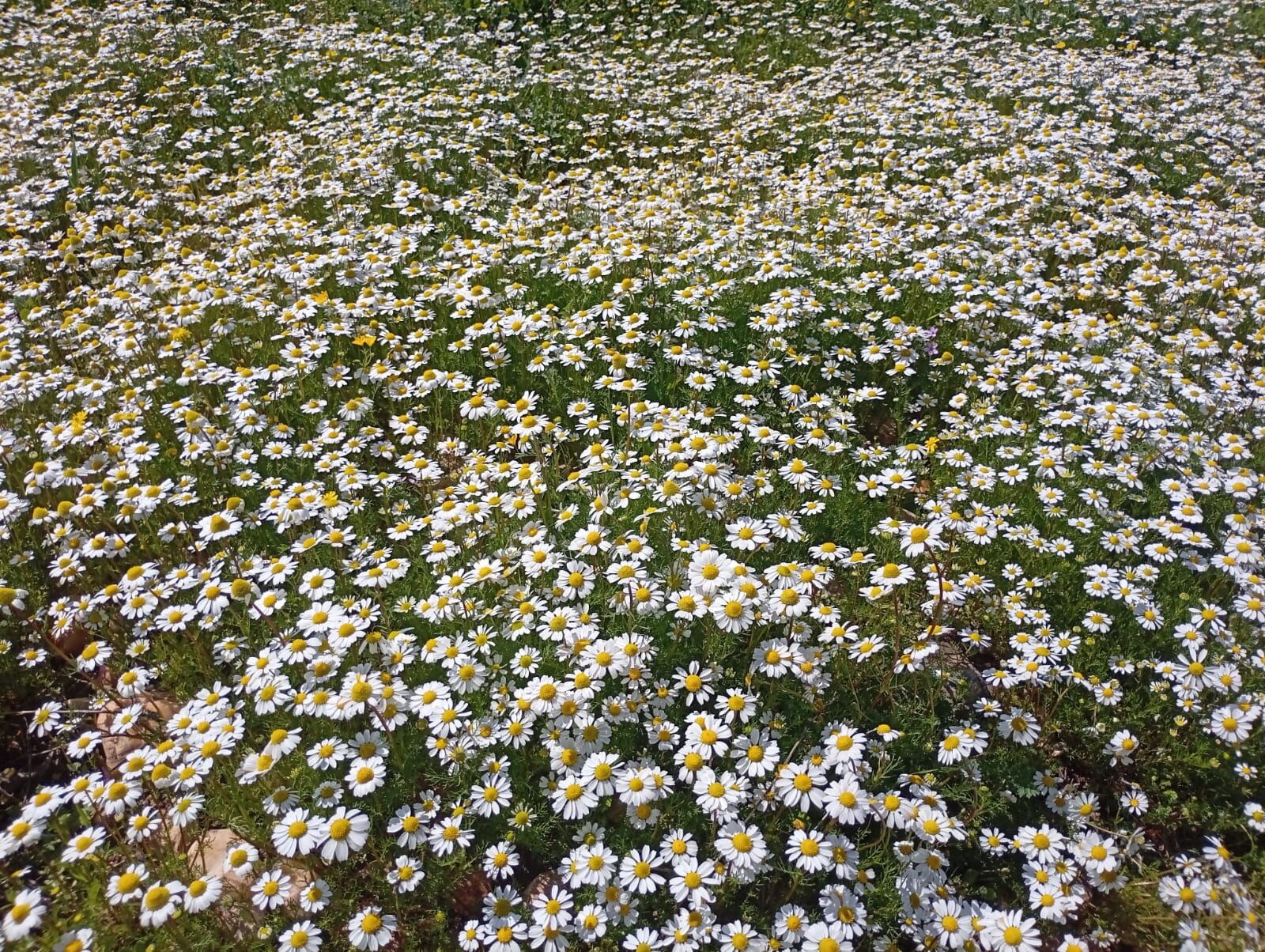 Batman’da Baharın Habercisi Papatyalar Açtı (1)