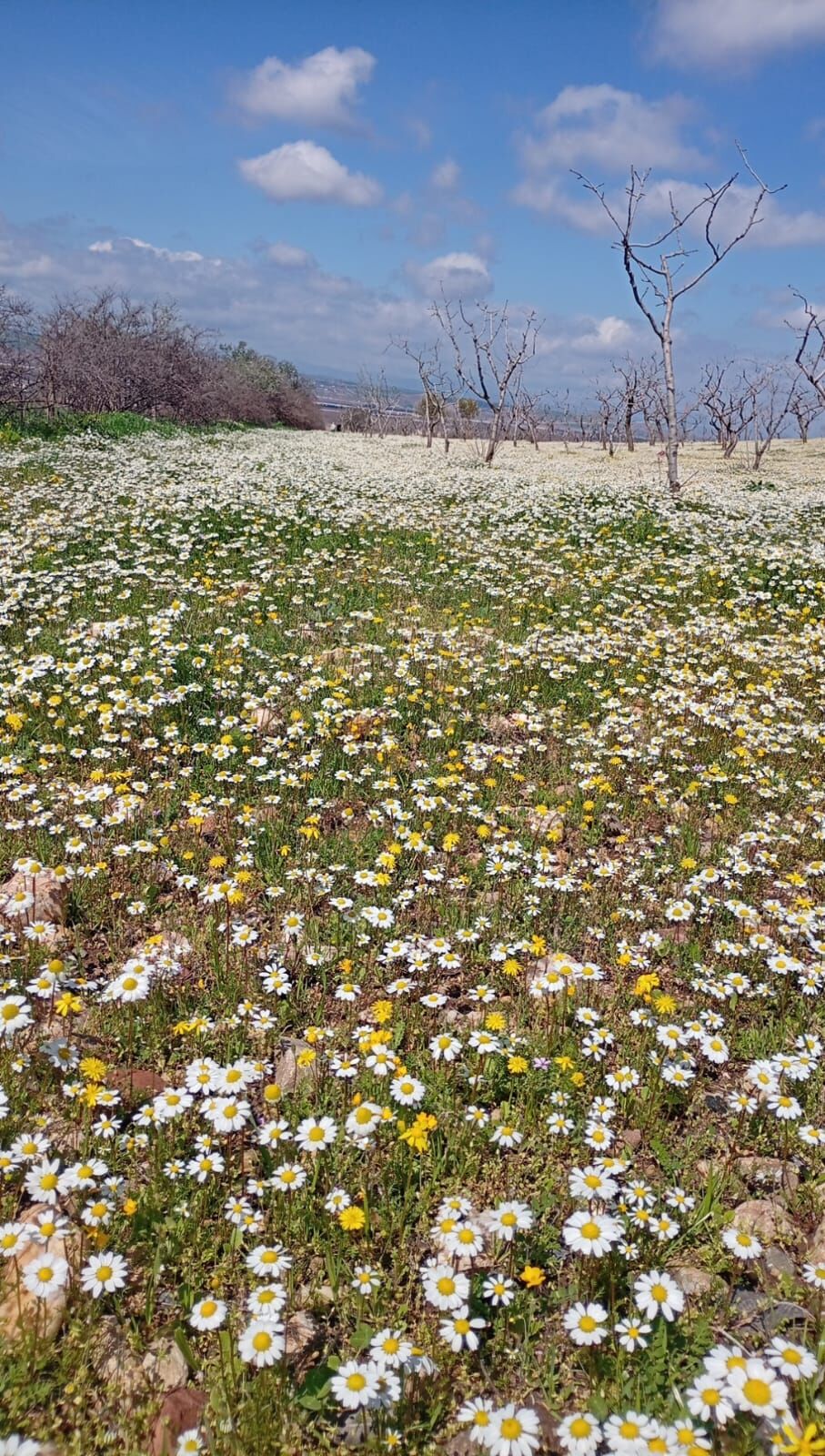 Batman’da Baharın Habercisi Papatyalar Açtı (2)
