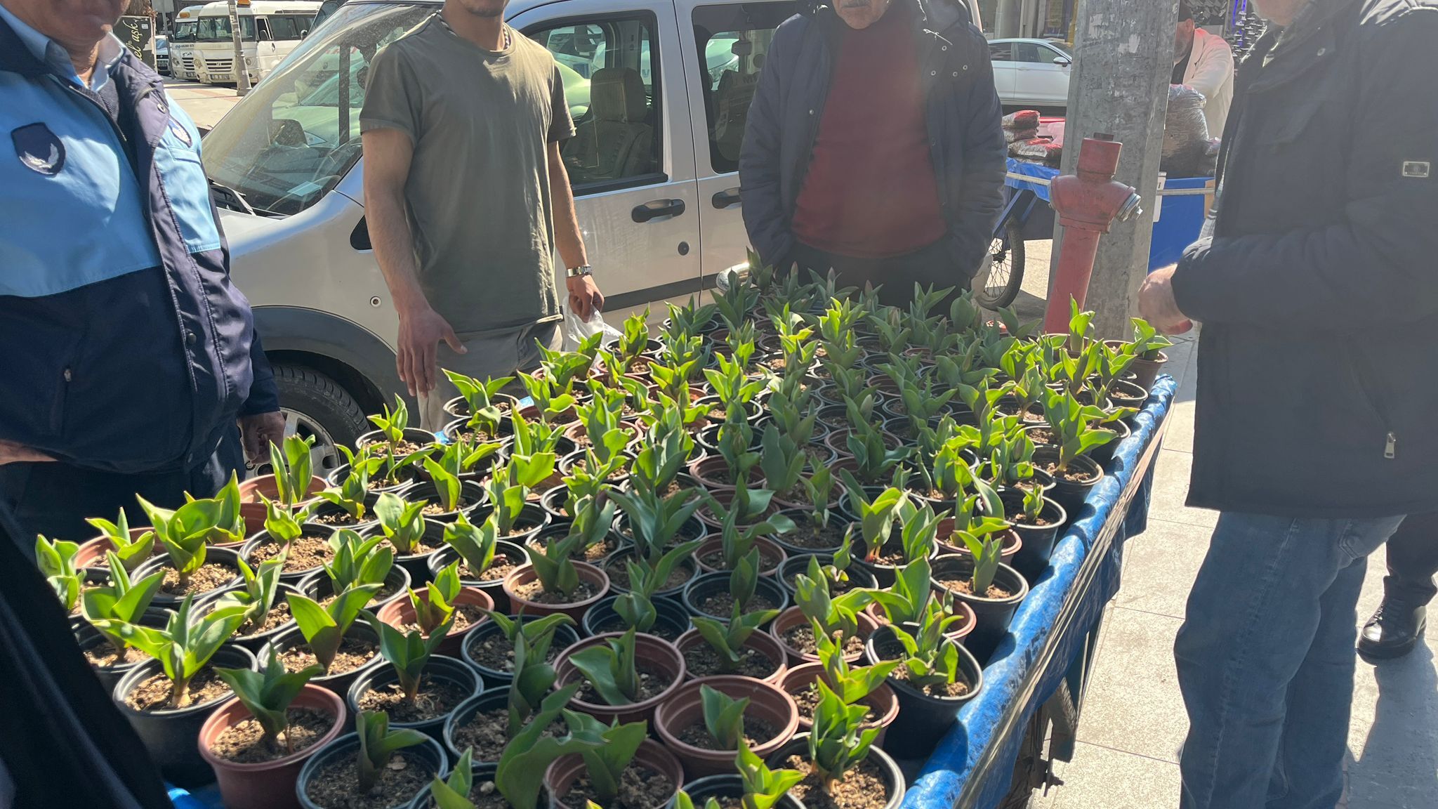 Batman’da Lale Satışları Başladı Saksısı 50 Tl (1)