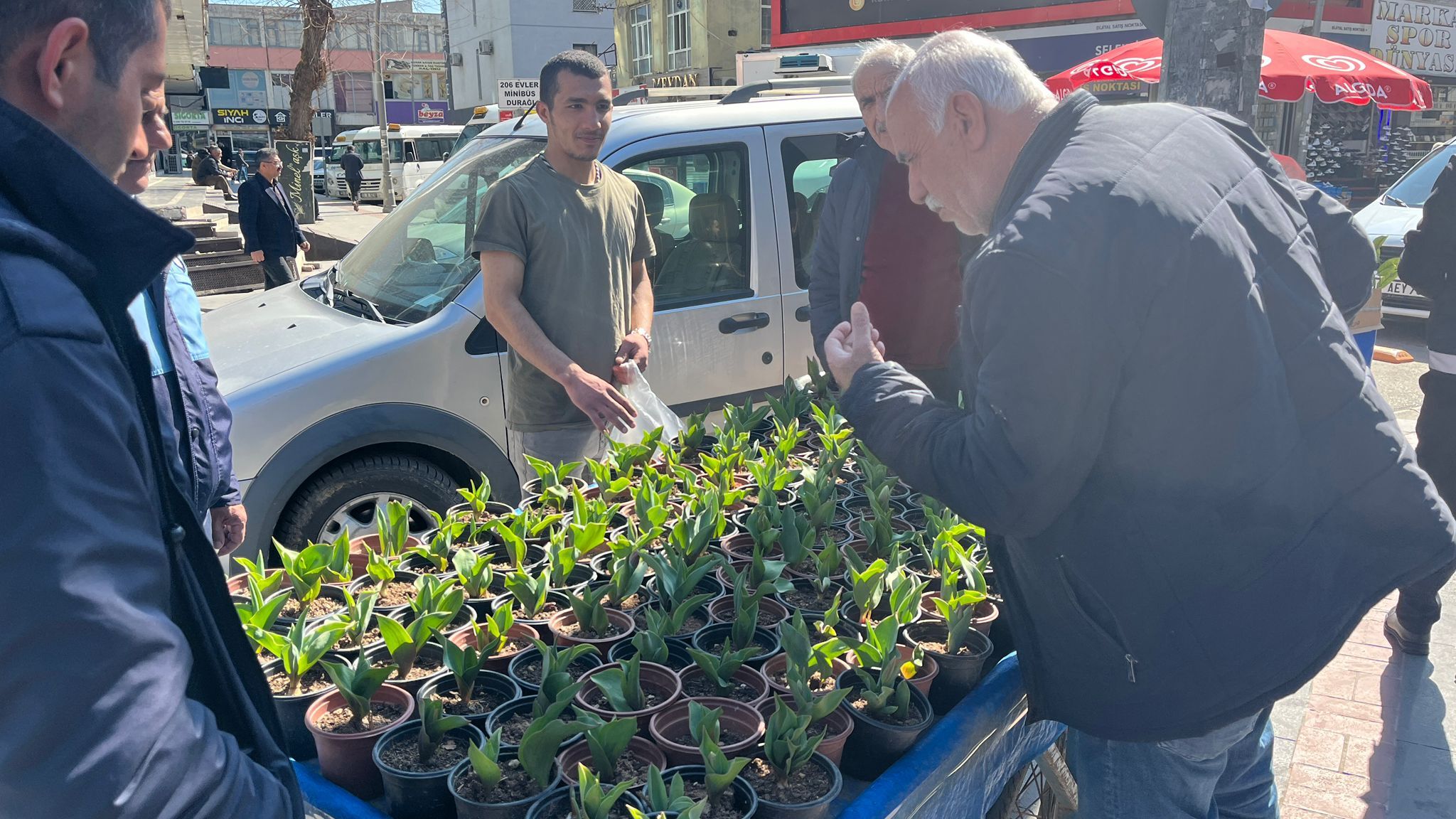 Batman’da Lale Satışları Başladı Saksısı 50 Tl (2)