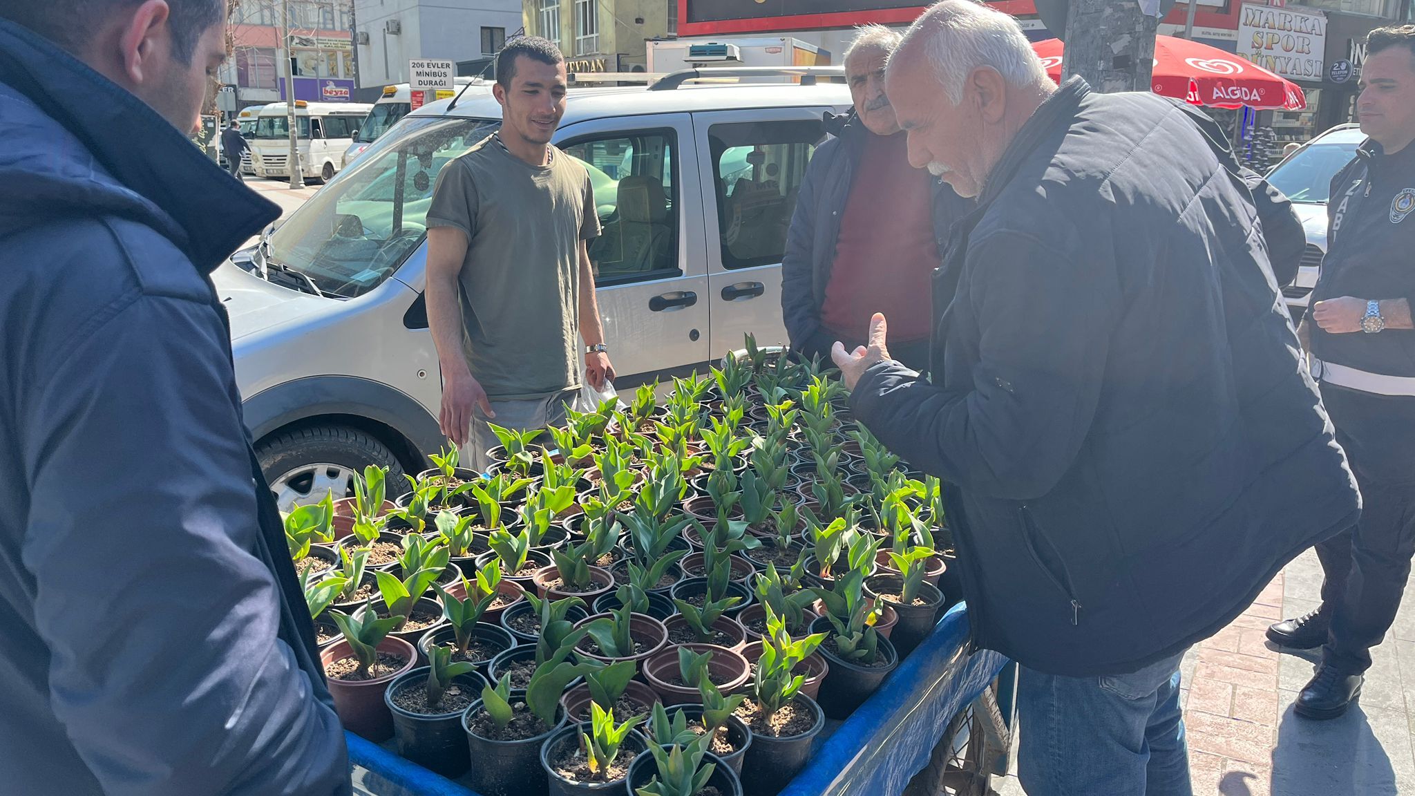 Batman’da Lale Satışları Başladı Saksısı 50 Tl (4)