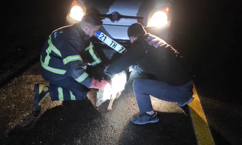 Diktepe Yolu’nda Trafik Kazası Yaralı Tilki Kurtarıldı (1)