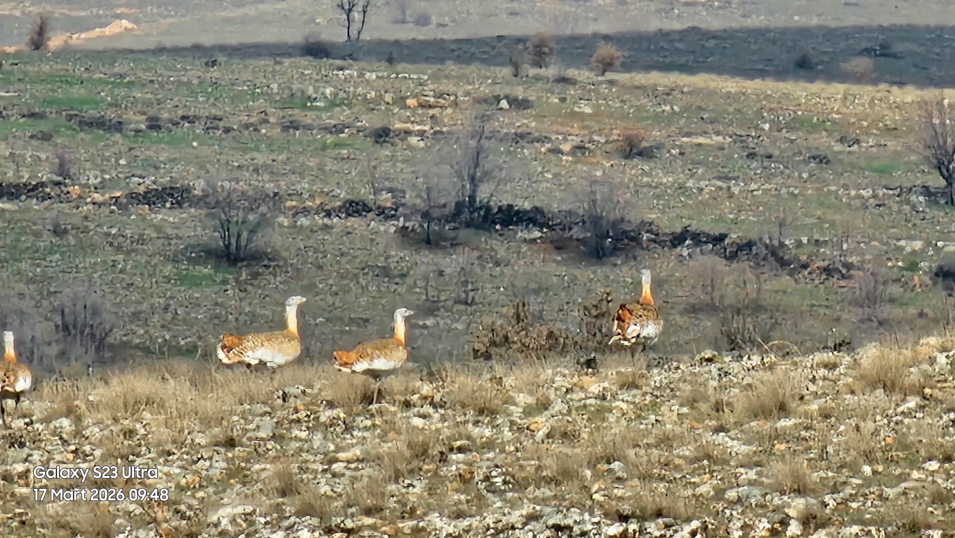 Gercüş’te Nadir Misafir Nesli Tükenmekte Olan Toy Kuşu Görüntülendi (1)