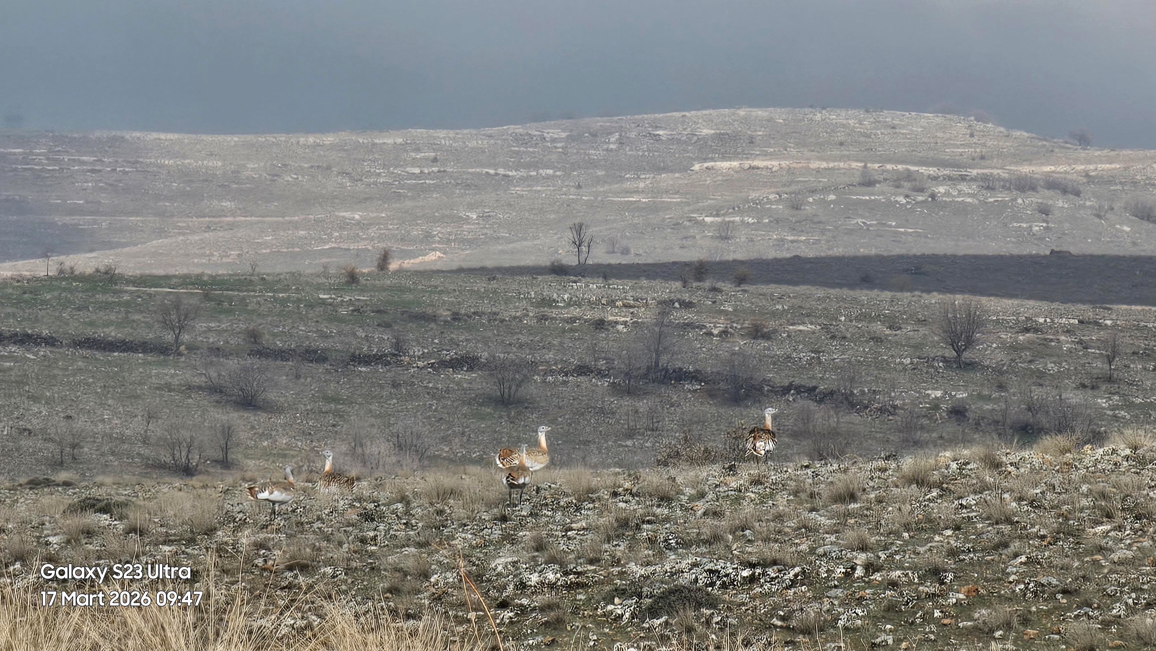 Gercüş’te Nadir Misafir Nesli Tükenmekte Olan Toy Kuşu Görüntülendi (3)