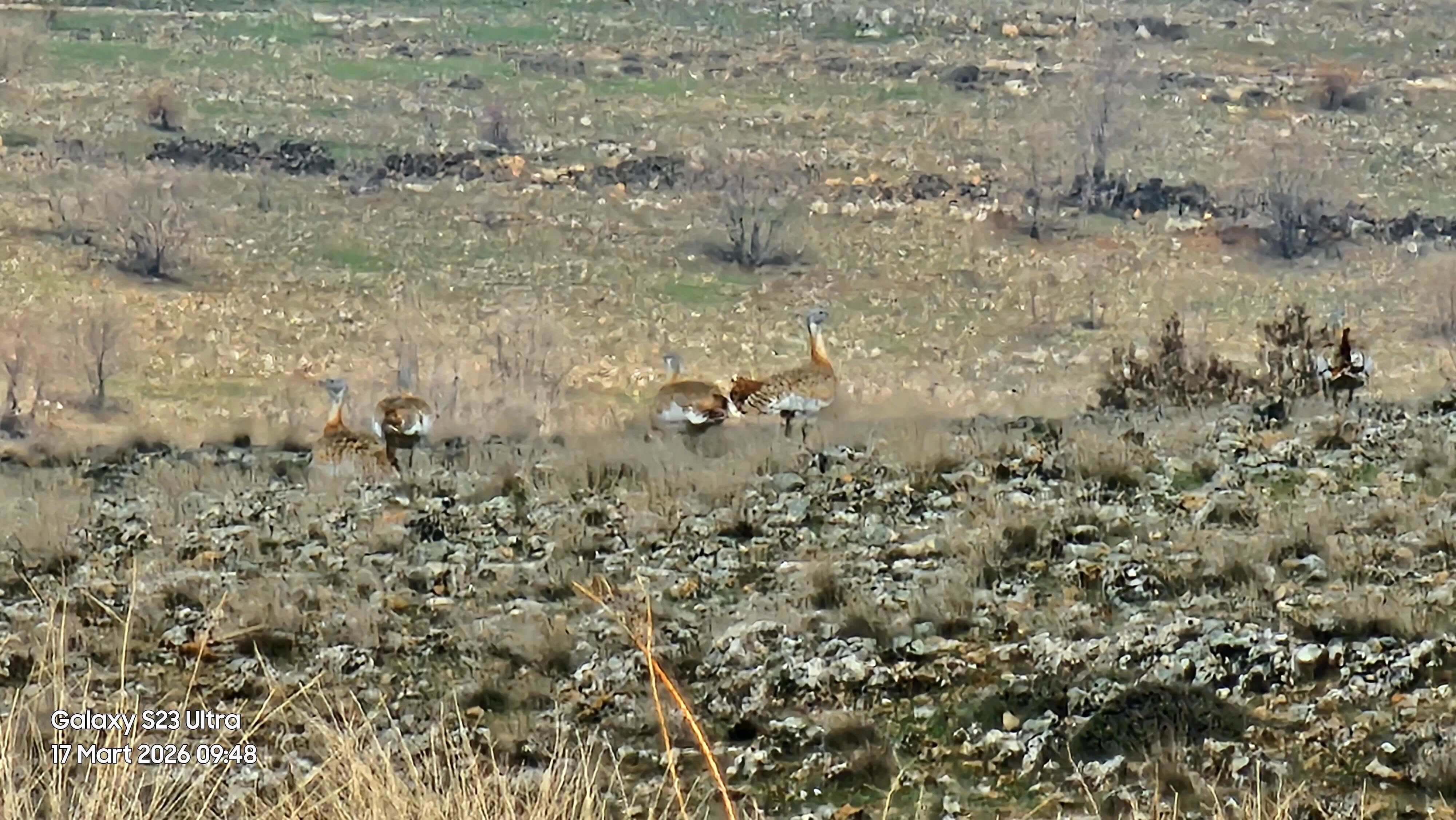 Gercüş’te Nadir Misafir Nesli Tükenmekte Olan Toy Kuşu Görüntülendi (5)