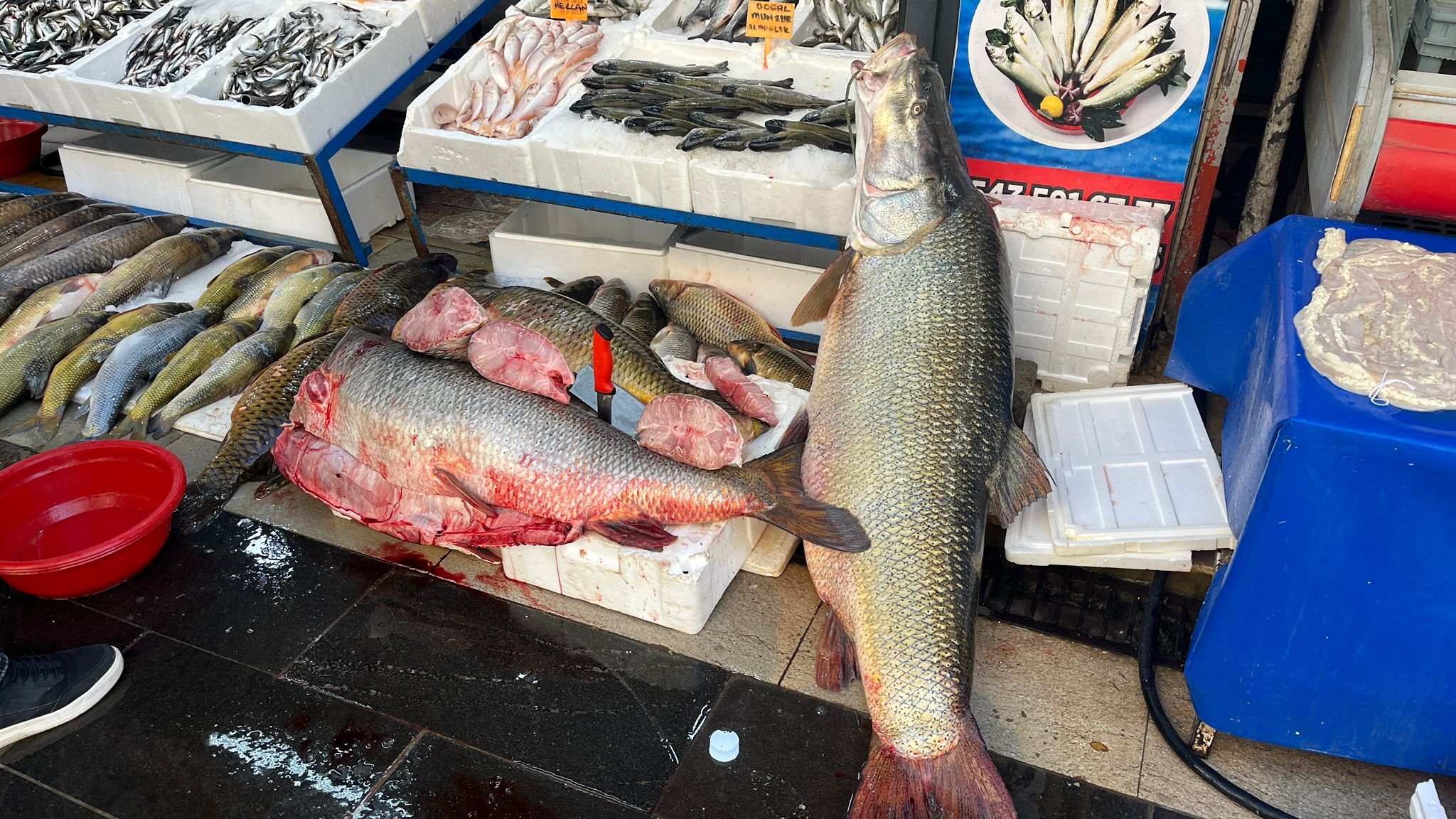 Keban'ın 135 Kiloluk Dev Turnası Tezgaha İndi 1-1