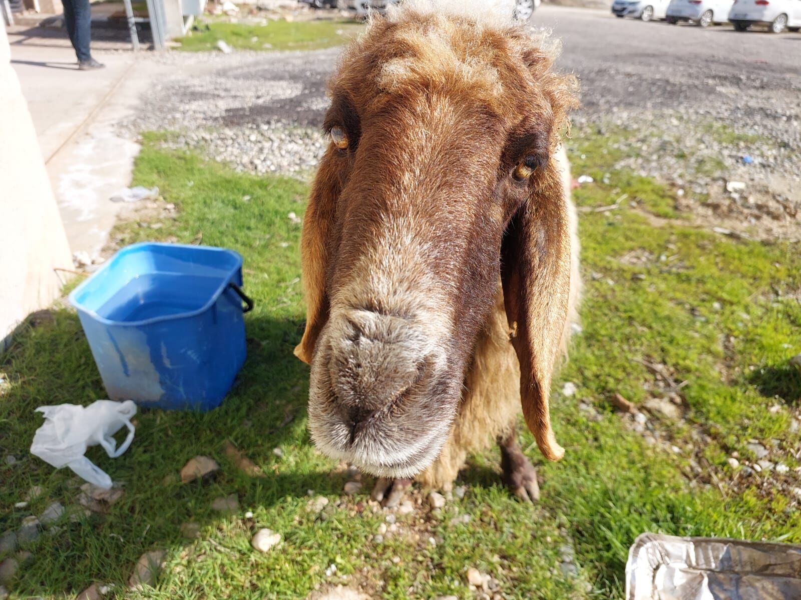Kentin Ortasında Sahibini Bekleyen Keçi Dikkat Çekti (1)