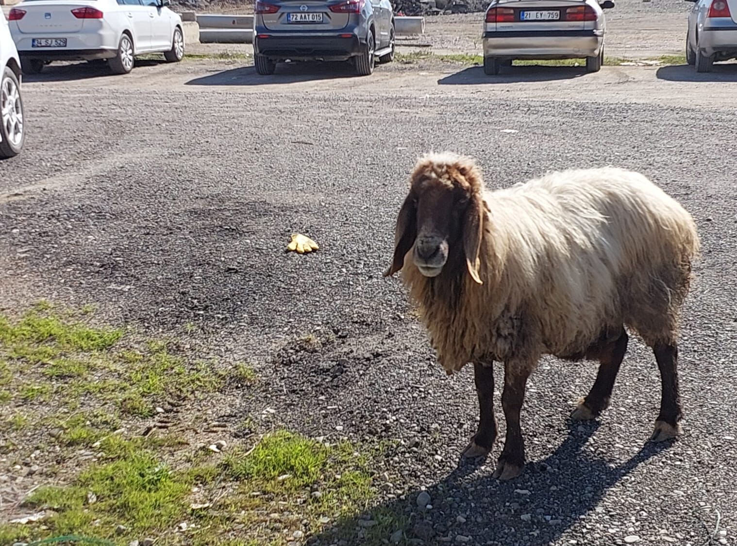 Kentin Ortasında Sahibini Bekleyen Keçi Dikkat Çekti (2)