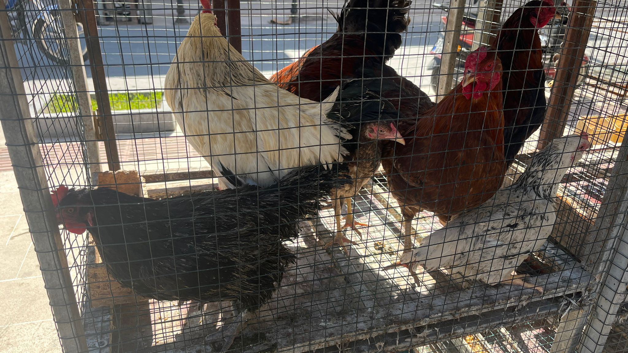 Köy Tavuğu Kırmızı Etle Yarışıyor (1)